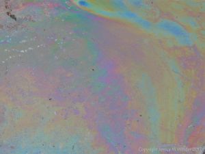 Rainbow-coloured bacterial film on the surface of iron-rich water
