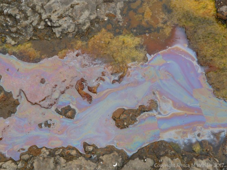 Iridescent film caused by iron-oxidising bacteria