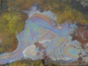 Rainbow-coloured bacterial film on the surface of iron-rich water