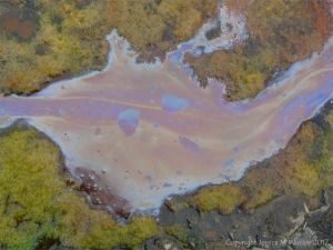 Rainbow-coloured bacterial film on the surface of iron-rich water