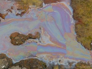 Rainbow-coloured bacterial film on the surface of iron-rich water