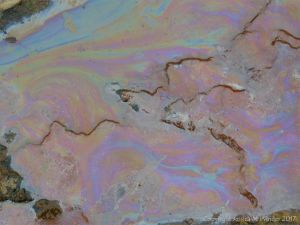 Rainbow-coloured bacterial film on the surface of iron-rich water
