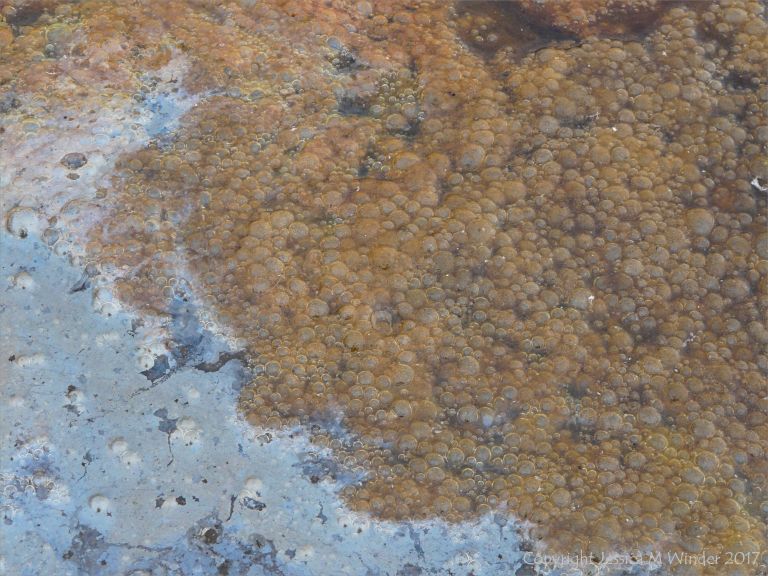 Bubbles with orange iron deposit and bacterial film on the surface of a shallow beach stream