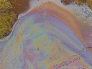 Rainbow-coloured bacterial film on the surface of iron-rich water