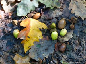 Acorns and leaves lying on the woodland floor in autumn