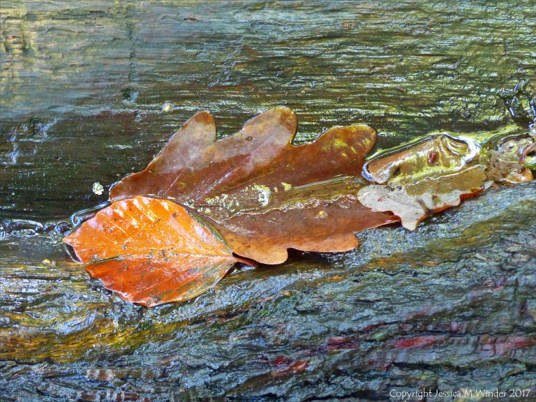 Wet dead leaves on tree bark