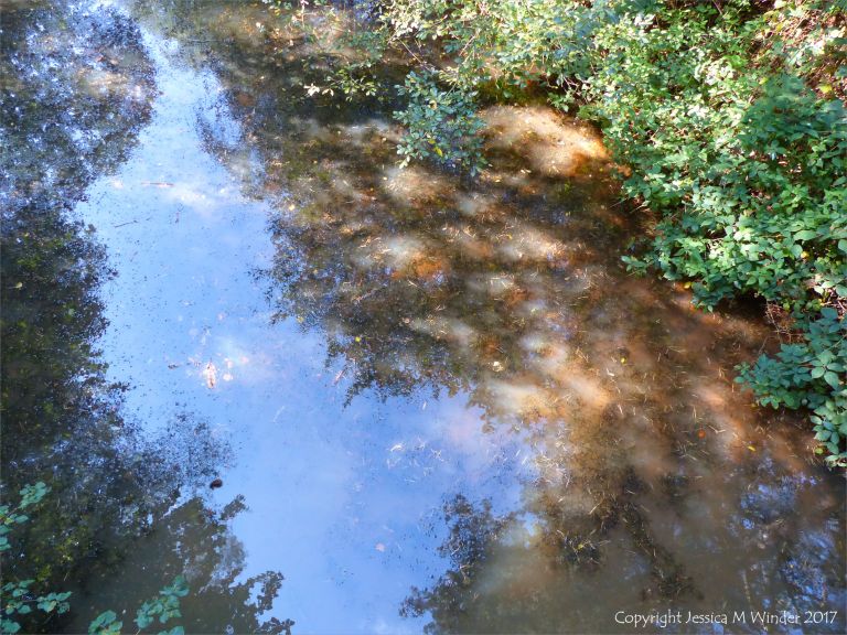 The shallow margin of a pond with cloudy water and reflections on a sunny autumn morning