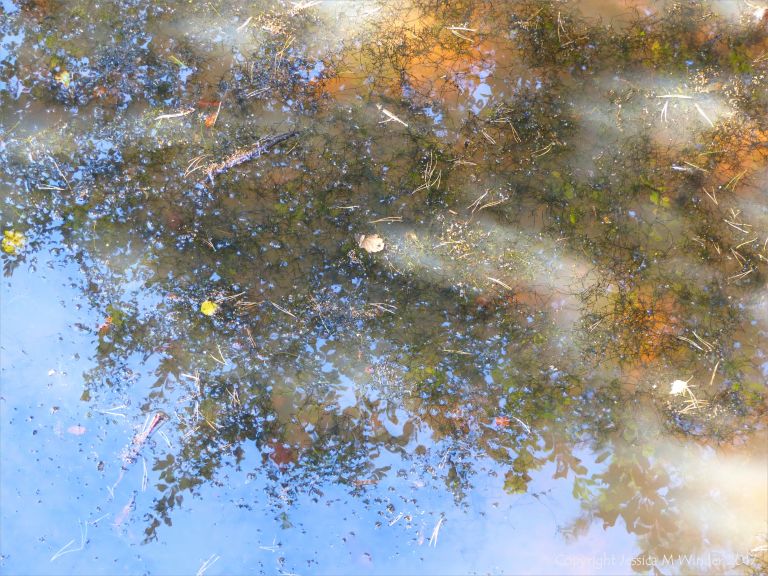 Reflections on the surface of a shallow pond of cloudy water in autumn