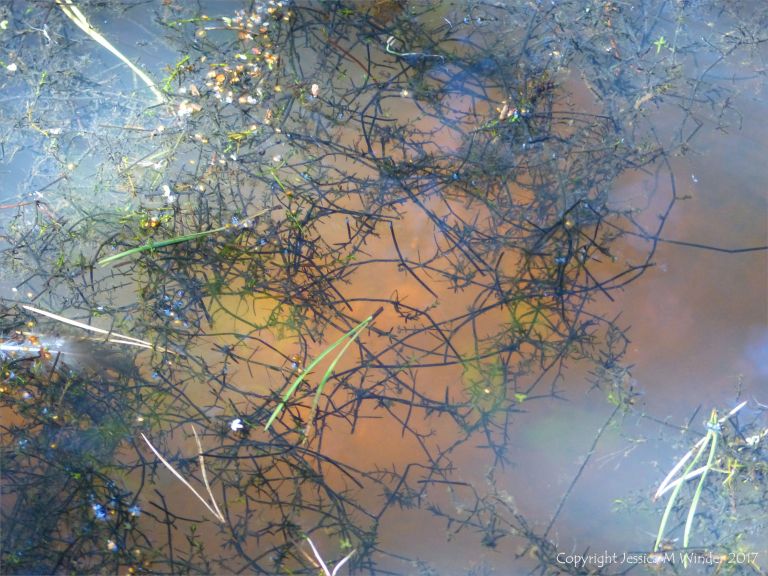 Shallow pond in autumn with dying vegetation and pine nedles