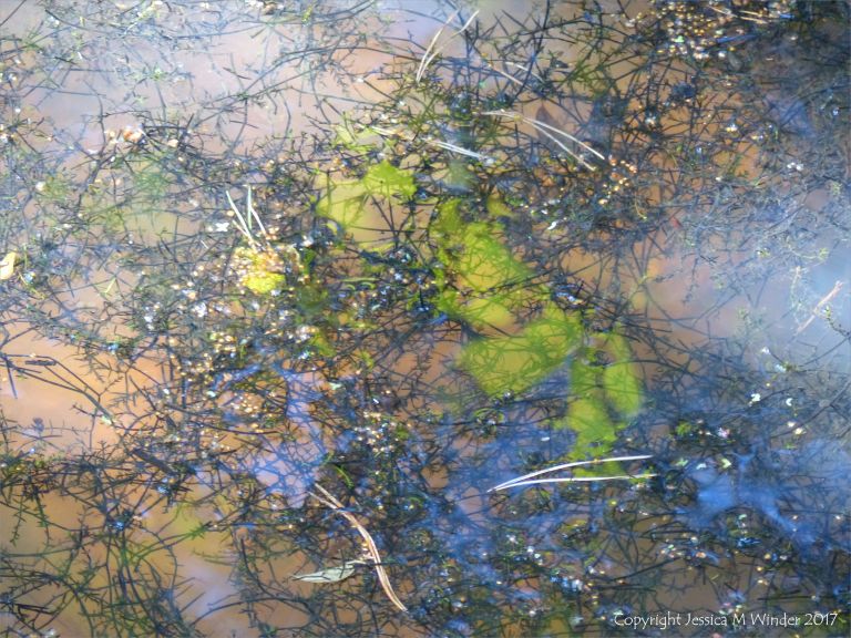 Decaying aquatic vegetation in a shallow water pond