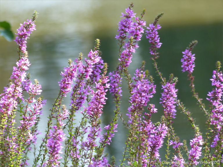 Wild common British purple flowers