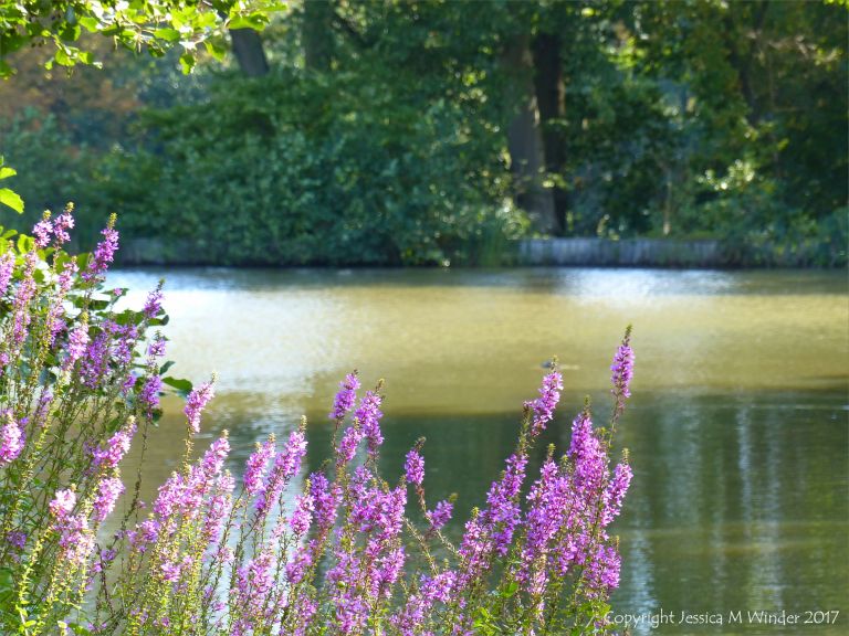 Purple flowers on the dge of a pond