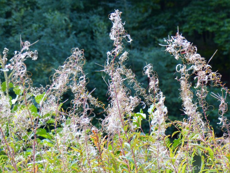 Rose bay willow herb seed heads