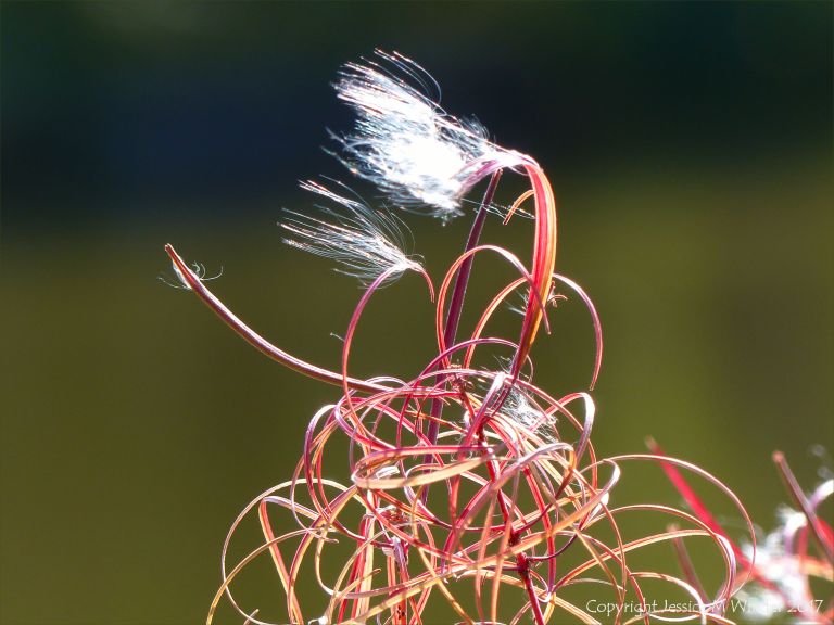 Willow herb seed head