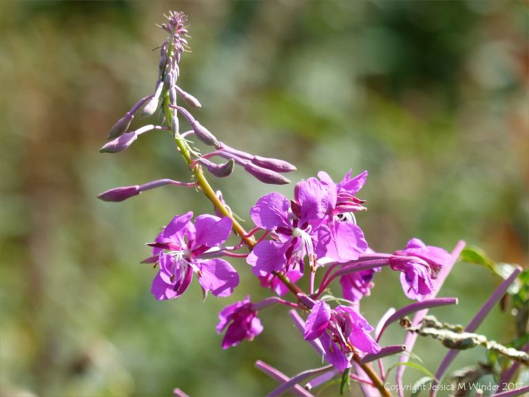 Willow Herb flowers