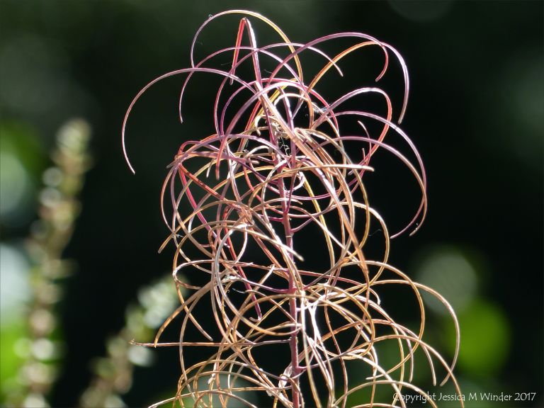 Drying seed pods on the stem of willow herb