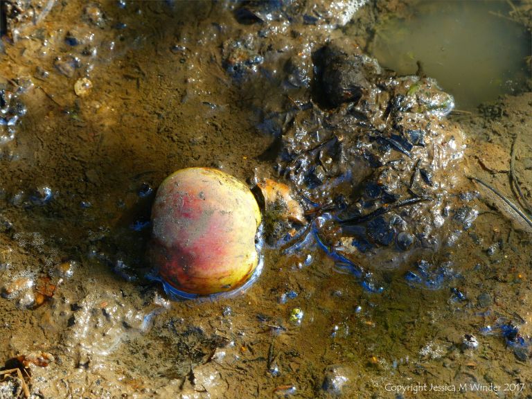 Fallen apple in the mud