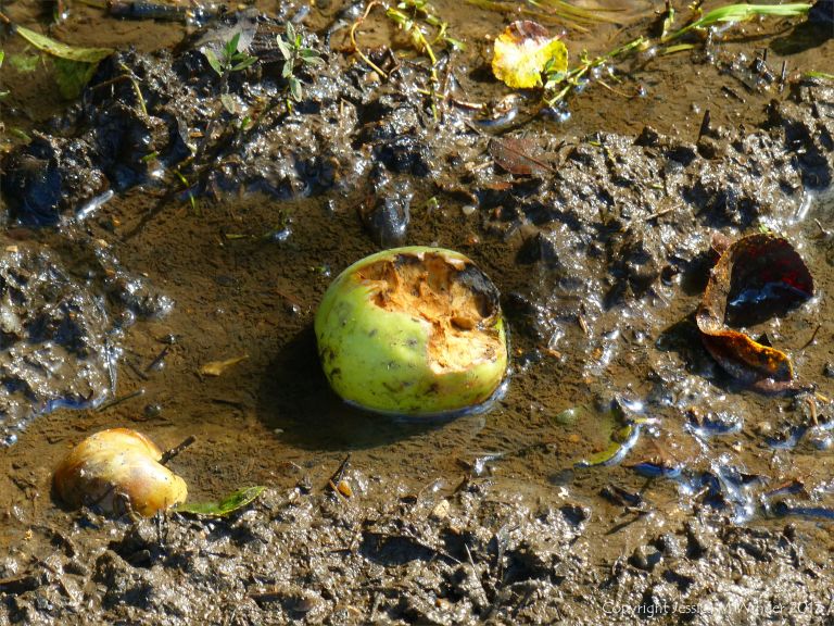 Partly eaten apple lying on the muddy ground