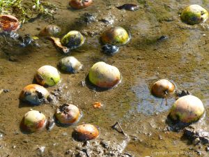 Windfall apples lying on the wet muddy ground