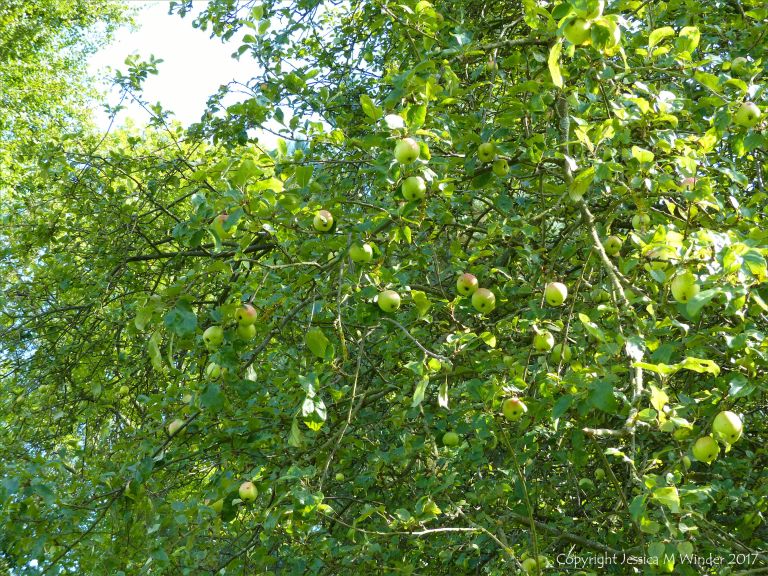 Lots of apples ripening on the tree in early autumn