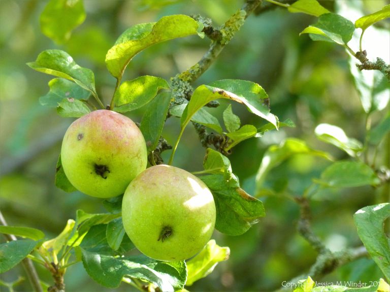 Two apples ripening on the tree