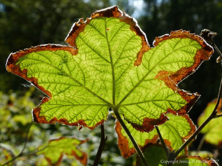 Leaf dying around the edges in autumn