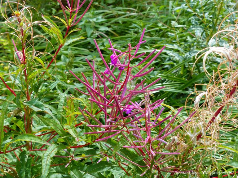 Freshly formed pink seed pods on willow herb plant