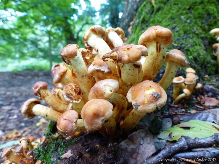 Autumnal fungi cluster at the base of a tree