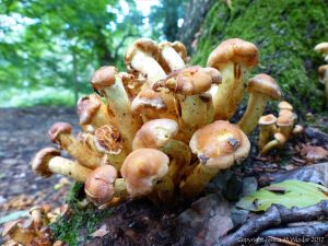 Autumnal fungi cluster at the base of a tree