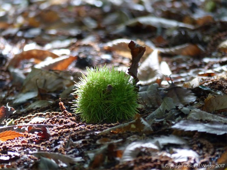 Sweet Chestnut with spikey green case lying on the woodland floor