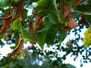 Lime keys on the tree in autumn