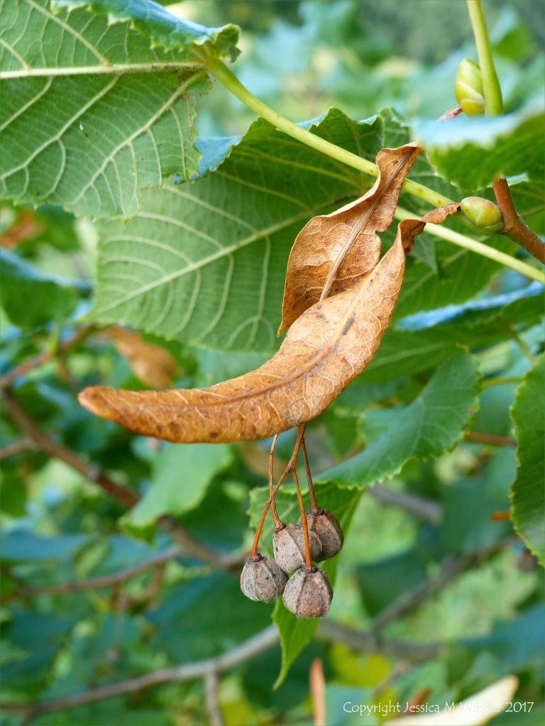 Lime seed key on the tree in autumn