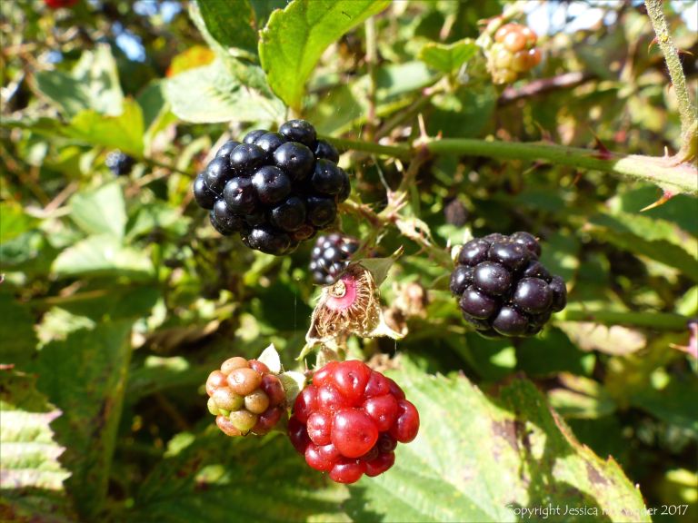 Ripe and unripe blackberries on the briar