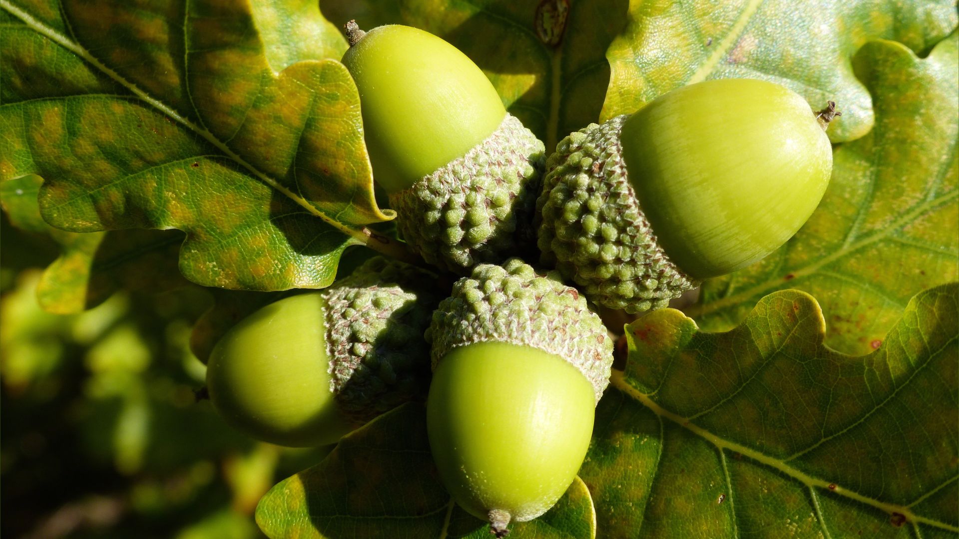 Fat green acorns in their cups on the tree