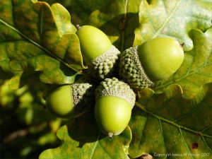 Fat green acorns in their cups on the tree