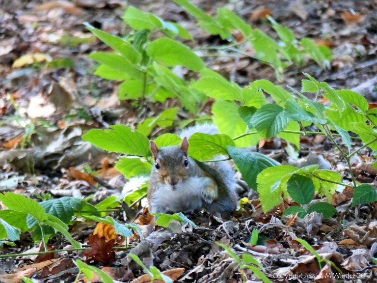 Squirrel searching for acorns