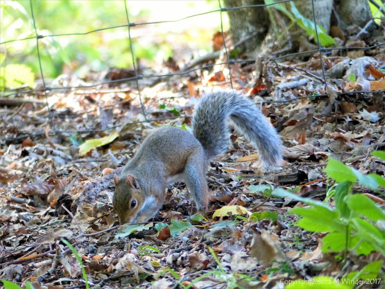 Squirrel burying acorns