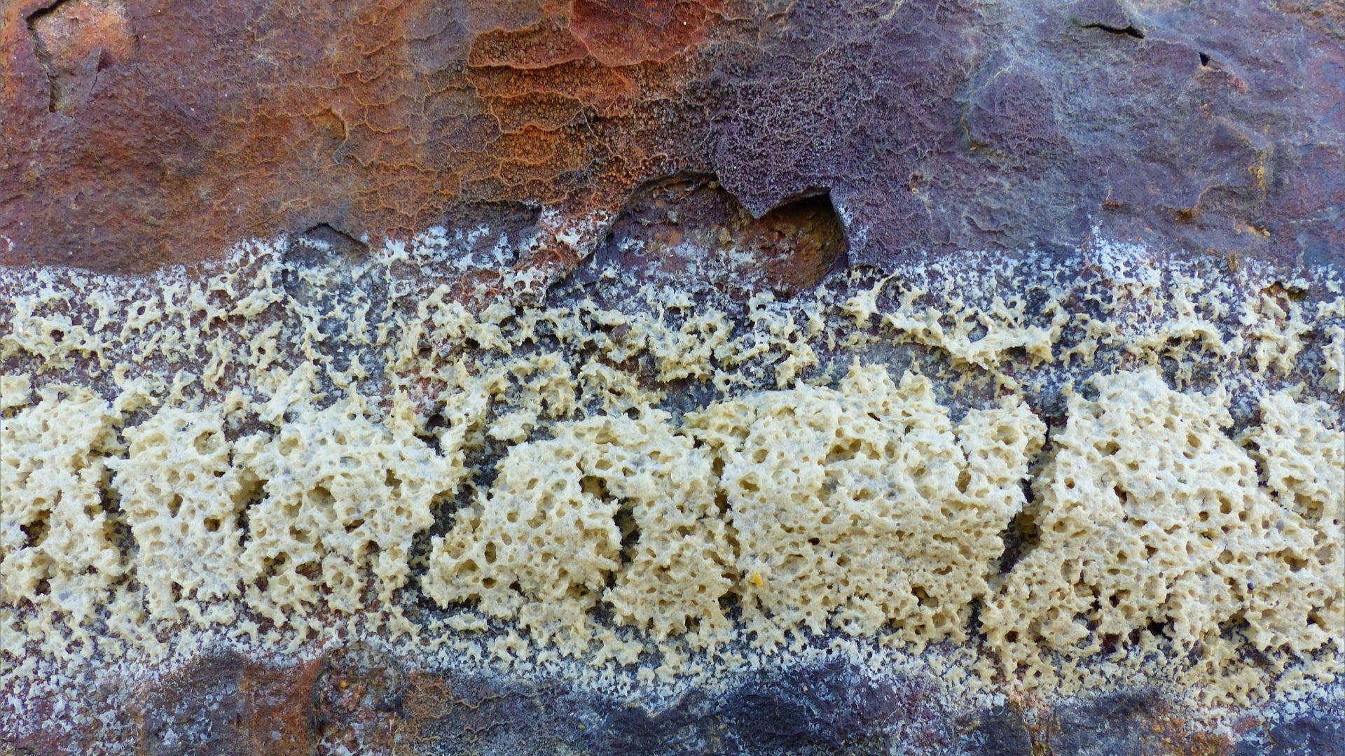 Contrasting colour and texture of dried sea foam on rusty iron