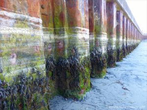 Looking upshore at the rusty iron pier supports with lines of dried sea foam and attached seaweeds