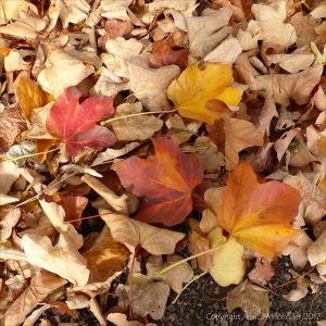 Dead leaves of the Maple (Acer obtustaum) at Kew Gardens