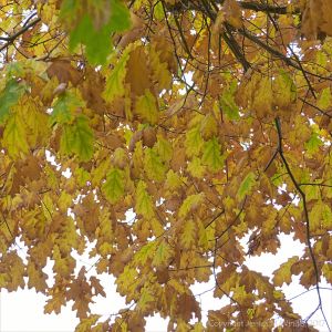 Leaves on the Red Oak tree (Quercus rubra) changing colour in autumn