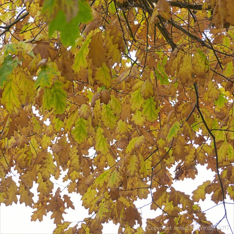 Leaves on the Red Oak tree (Quercus rubra) changing colour in autumn