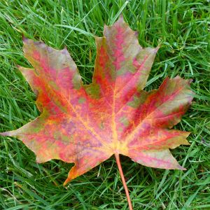 Dead leaf with autumn colours fro the Norway Maple (Acer platanoides) at Kew Gardens