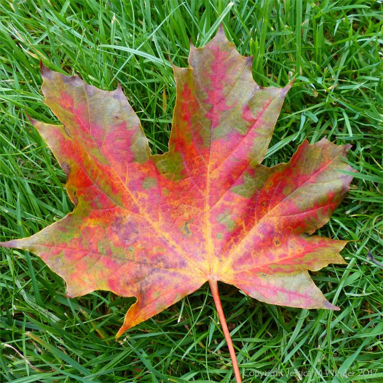 Dead leaf with autumn colours fro the Norway Maple (Acer platanoides) at Kew Gardens