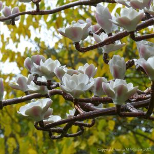 "Copper in Bloom" sculpture by Andy Young with copper pipe stems and bone china blossoms at Kew Gardens