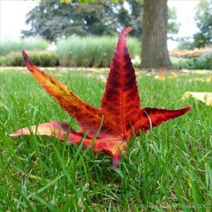Random red autumnal leaf in the grass at Kew Gardens
