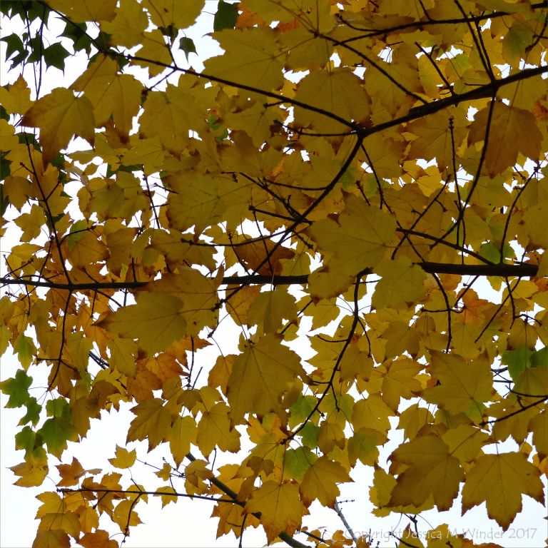 Autumnal yellow Norway Maple (Acer platanoides) leaves at Kew Gardens