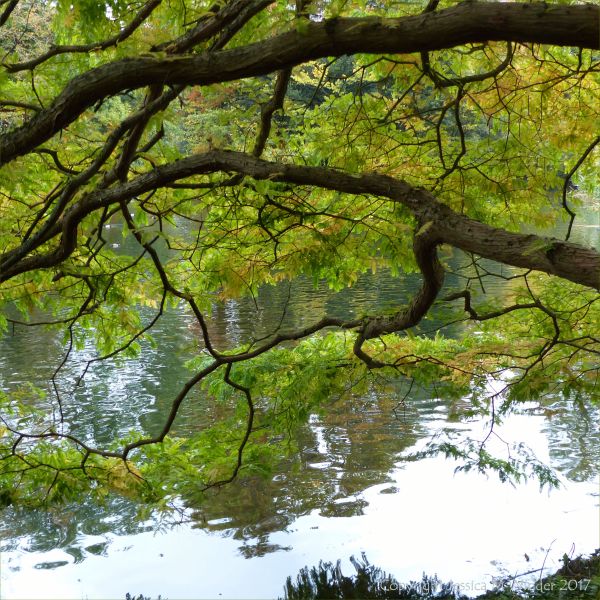 Lakeside view through the branches of a tree at Kew Gardens