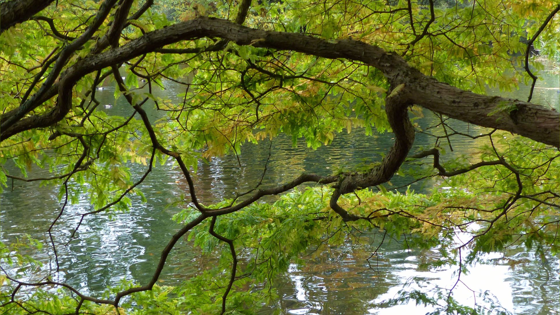 Lakeside view through the branches of a tree at Kew Gardens