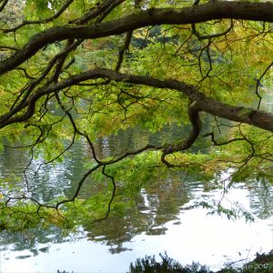Lakeside view through the branches of a tree at Kew Gardens